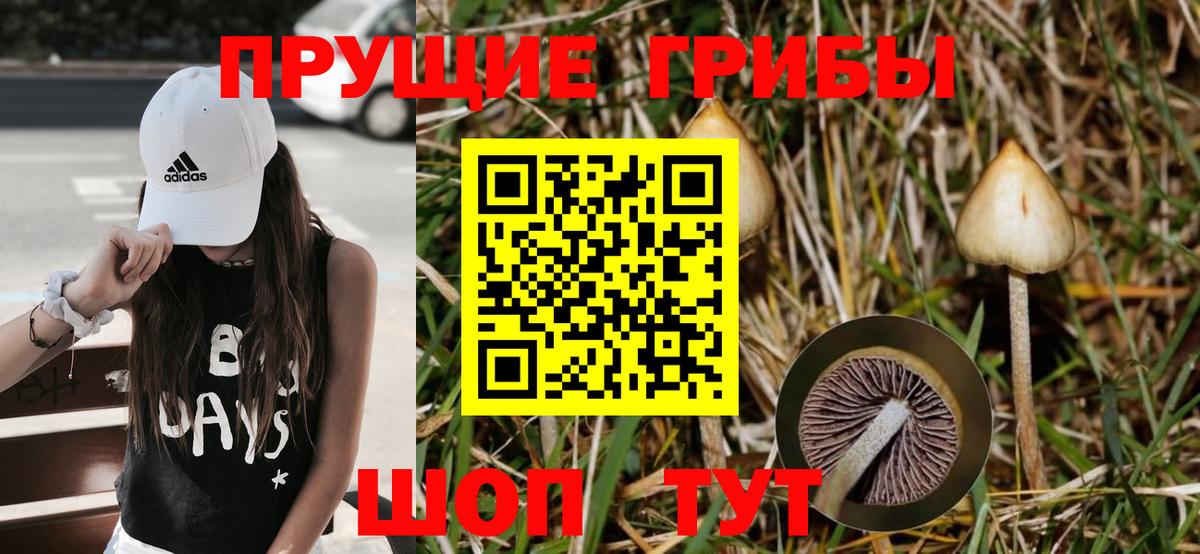 Псилоцибиновые грибы Psilocybe  Вход с VPN  Электрогорск 